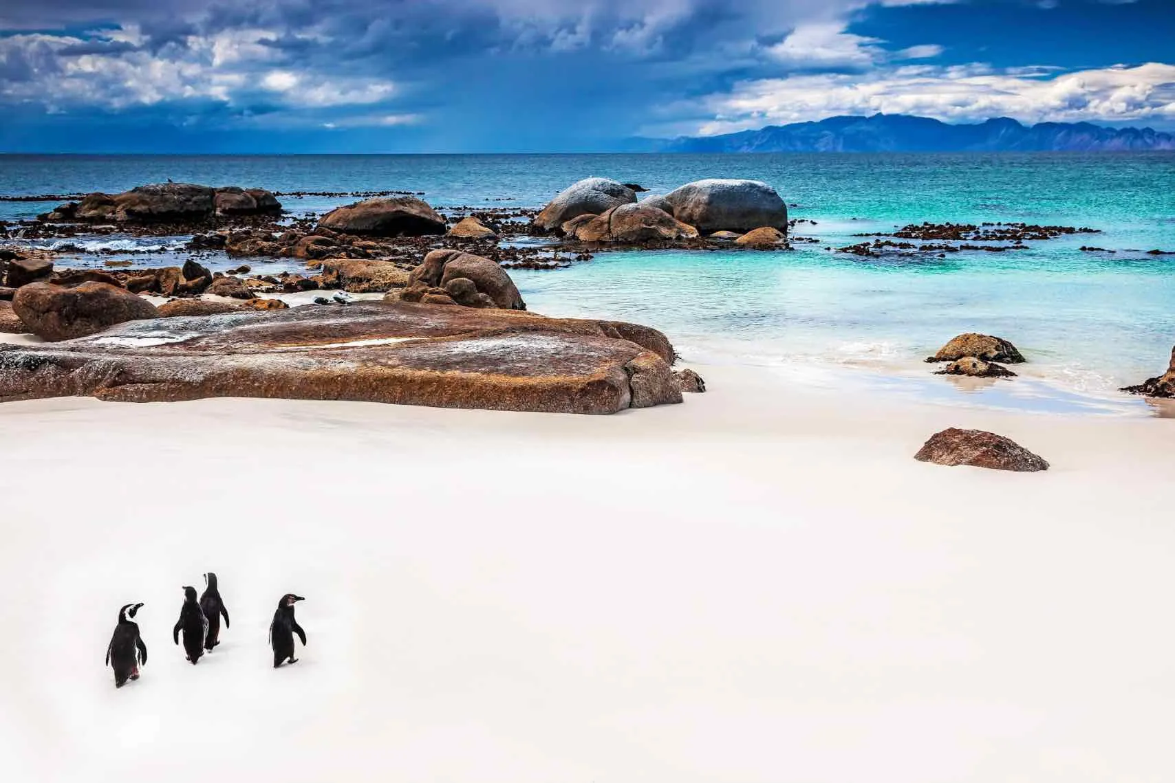 Cape Penguins