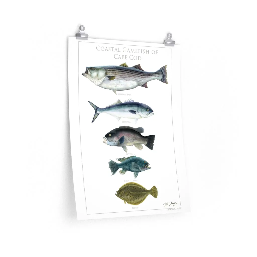 Coastal Gamefish of Cape Cod Poster