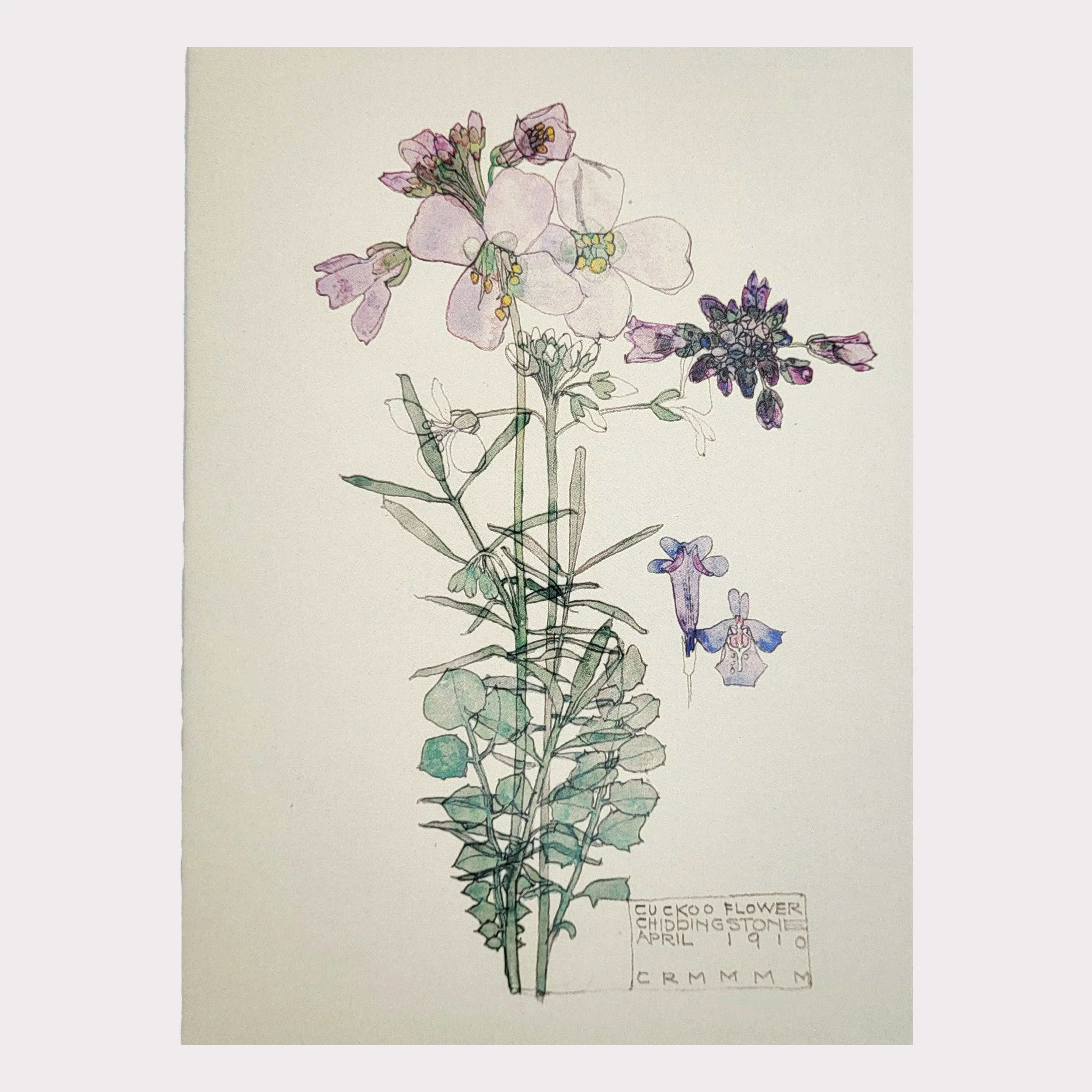 Cuckoo Flower Card